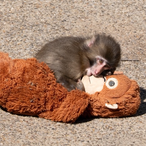 $PUNCH coin: Punch kissing his plush