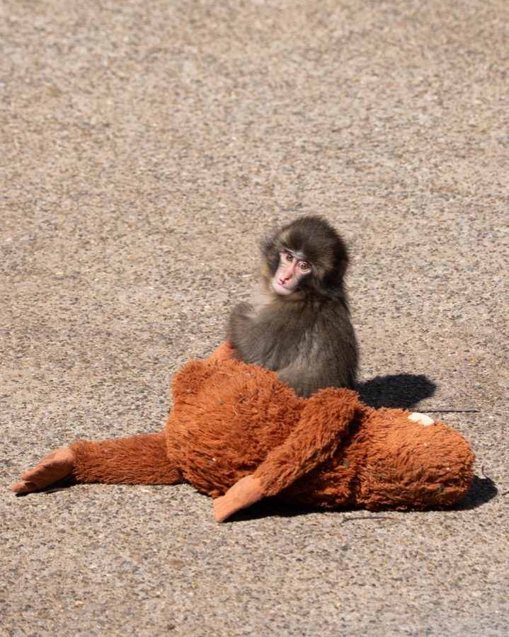 Punch sitting on his plush