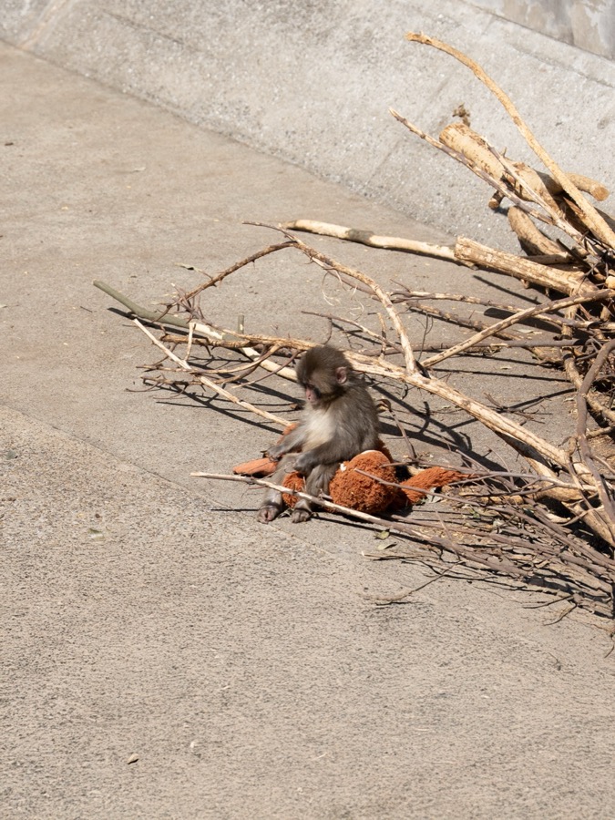 Punch sitting near branches with his plush