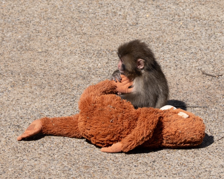 Punch hugging his plush