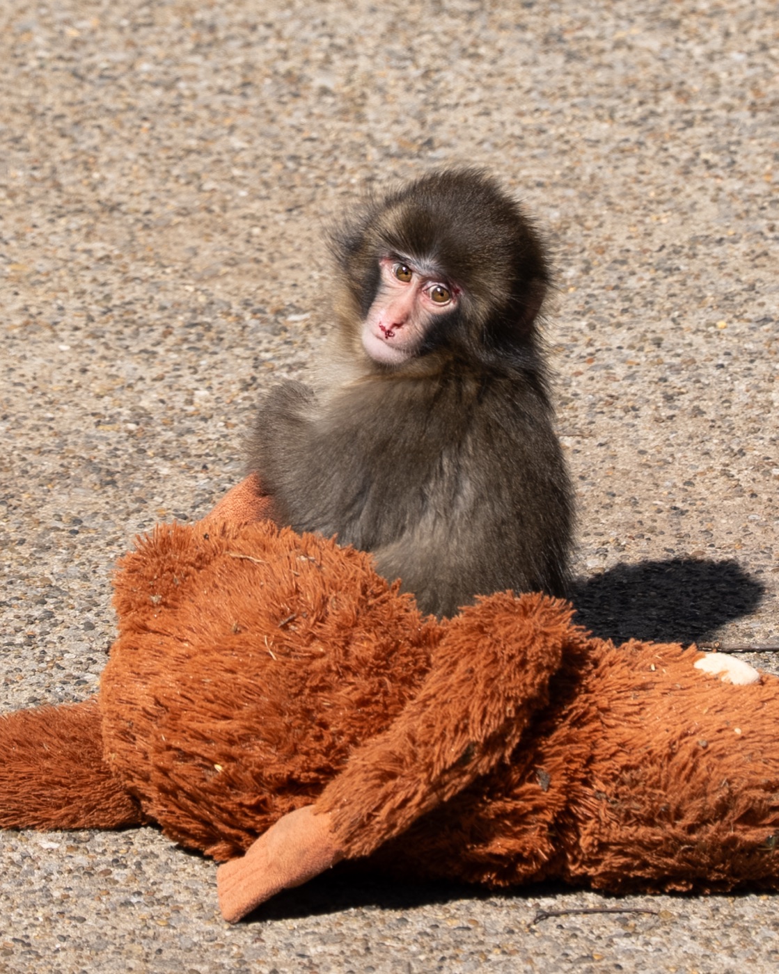 Punch the baby macaque sitting on his orange plush orangutan